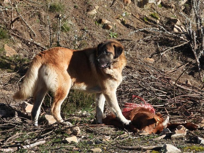 Una cámara de Fapas capta el momento en el que un mastín está comiéndose restos de una cabra entre Gijón y Villaviciosa, daños que se asociaban al lobo.