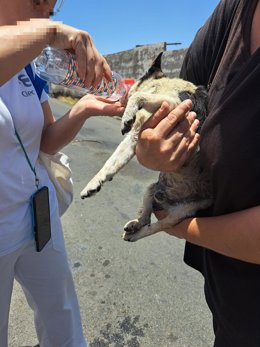 Una mujer da agua al perro rescatado