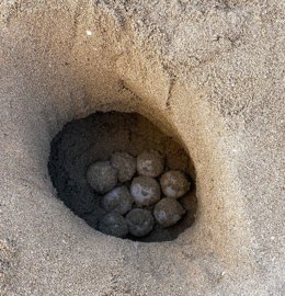 Primer nido de tortuga marina de la temporada en Can Pere Antoni