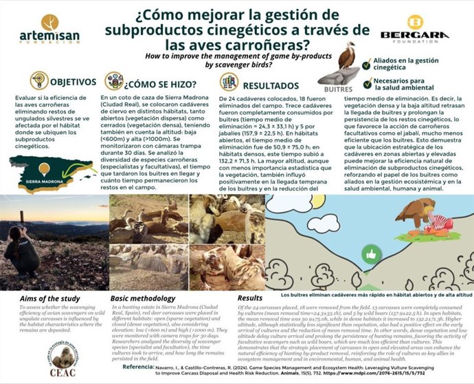 La ubicación estratégica de restos cinegéticos puede mejorar la eficacia de buitres para eliminarlos, según cazadores.