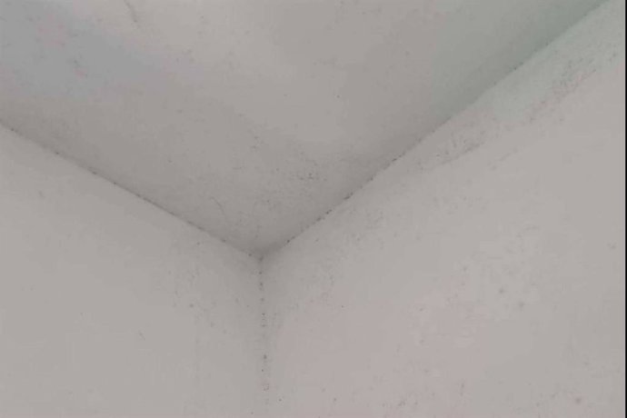 Moho; un enemigo invisible que afecta a la salud y al hogar