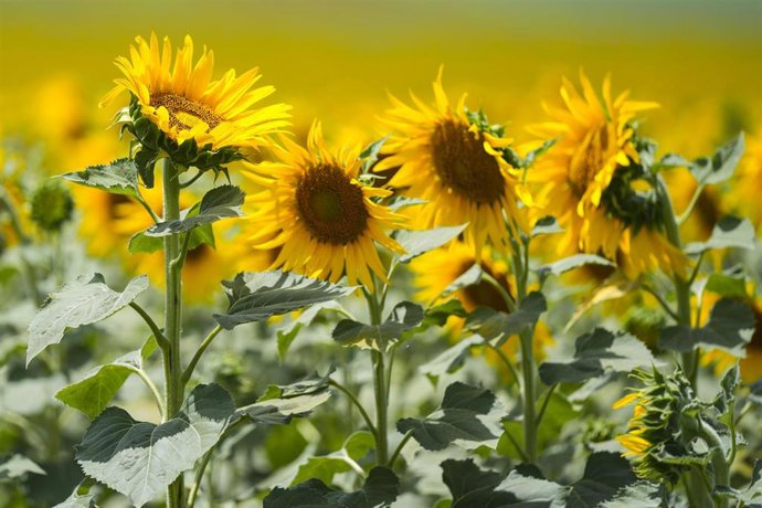 Imágenes de un campo de girasoles en florecidos en la localidad sevillana de Sanlucar la Mayor, a 20 de junio de 2025, en Sevilla (Andalucía, España). 