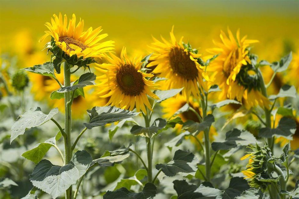 Imágenes de un campo de girasoles en florecidos en la localidad sevillana de Sanlucar la Mayor, a 20 de junio de 2025, en Sevilla (Andalucía, España).
