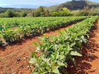 Agricultores de Baleares piden reforzar el presupuesto y tener en cuenta sus singularidades en la PAC 2028-2034