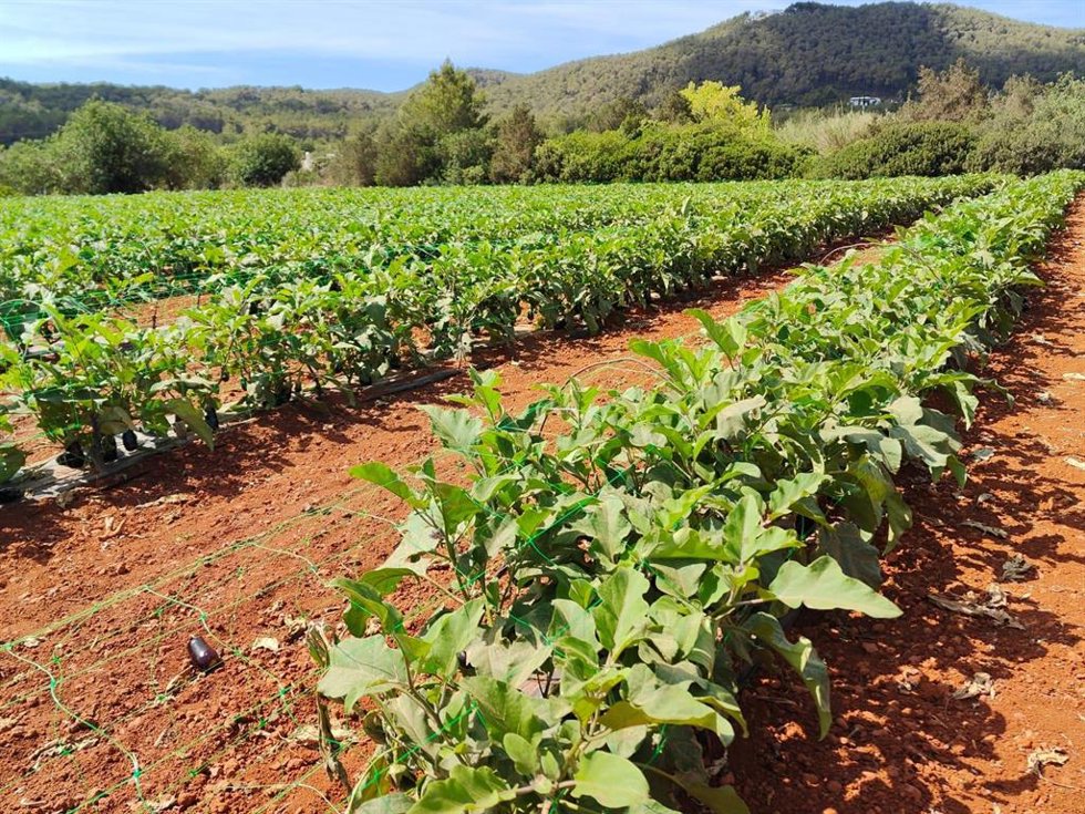 Cultivo en Ibiza