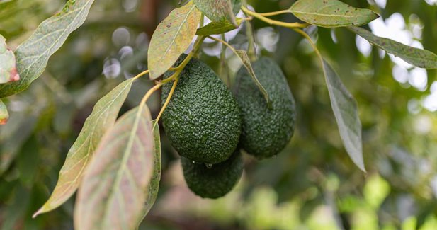 EpAgro - Agricultura
