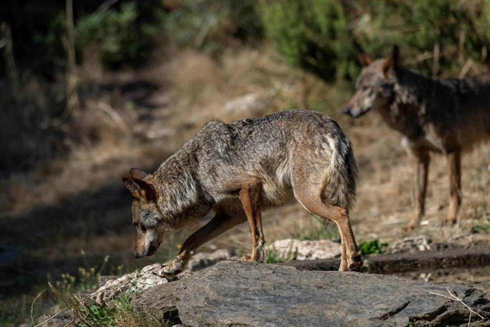 Lobo. 