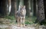 MITECO desconvoca la Comisión Sectorial donde se iba a debatir sobre el informe sexenal del lobo