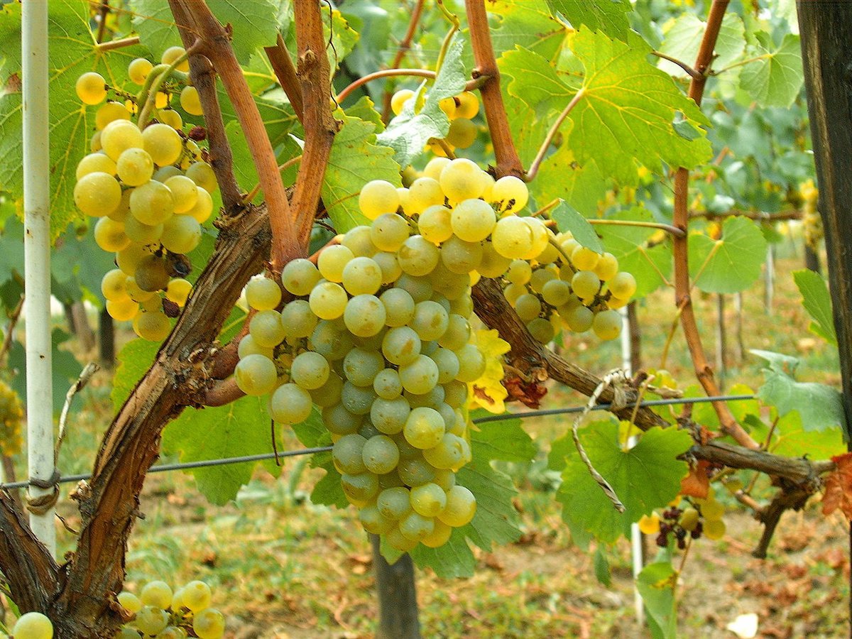 Un total de 1.037 viticultores riojanos finalizan labores cosecha en verde, en más de 3.000 hectáreas y ayudas de 1,2M
