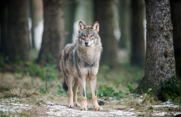 Archivo - FILED - 18 January 2017, North Rhine-Westphalia, Isselburg: A wolf (Canis Lupus Lupus) stands in an enclosure.  EU member states have approved a legal amendment to make it easier to cull wolves in order to protect grazing livestock. Photo: Bernd