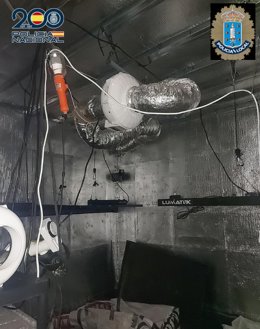 Plantación interior de marihuana.