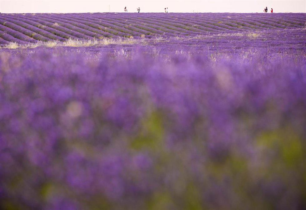 Campo de lavanda en Brihuega.