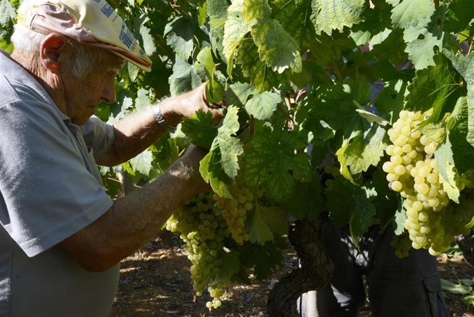 Archivo - Vendimia y carga de uva 