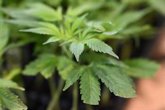 Foto: Disminuye un 9,5% el consumo sostenido de cannabis entre adolescentes en las últimas dos décadas