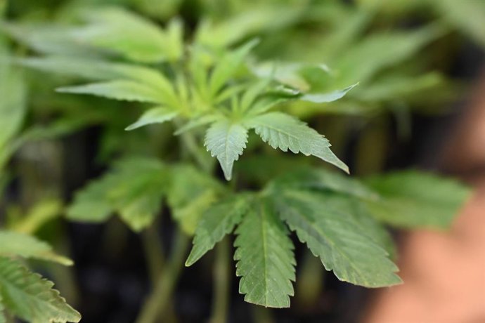 FILED - 19 June 2025, Berlin: A cannabis plant is displayed as a seedling at the Mary Jane cannabis fair. Photo: Michael Brandt/dpa