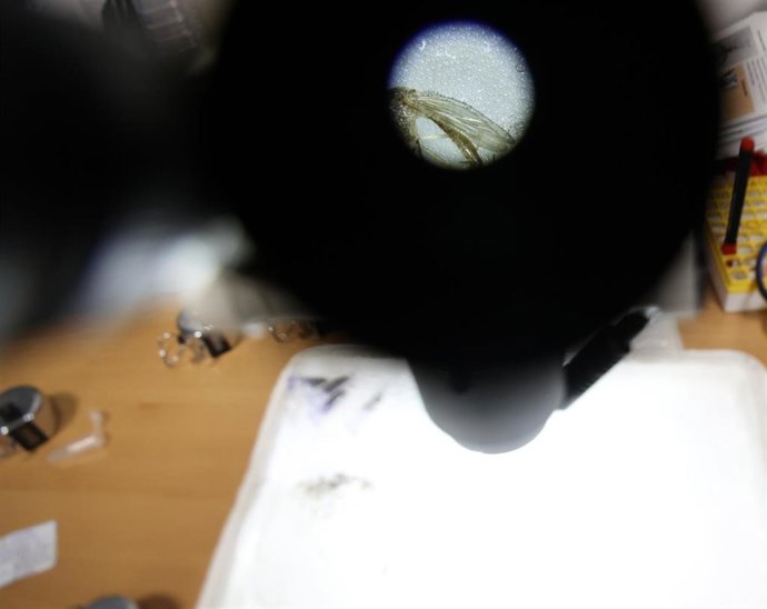 Detalle de un mosquito observado al microscopio.