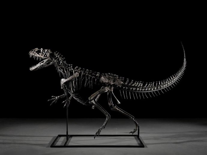 Fósil del ceratosauro joven subastado por Shoteby's, como informa en su cuenta de X