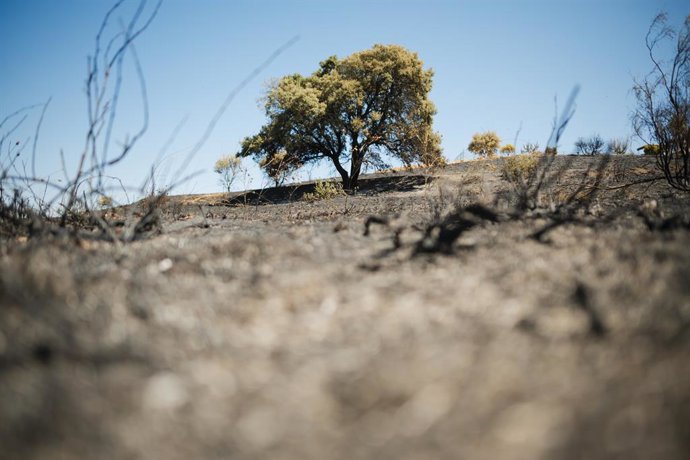 Ceniza del incendio originado ayer en Méntrida, en el municipio de Casarrubios del Monte, a 18 de julio de 2025, en Casarrubios del Monte, Toledo, Castilla-La Mancha (España). La Unidad Militar de Emergencias (UME) continúa activada realizando labores de 