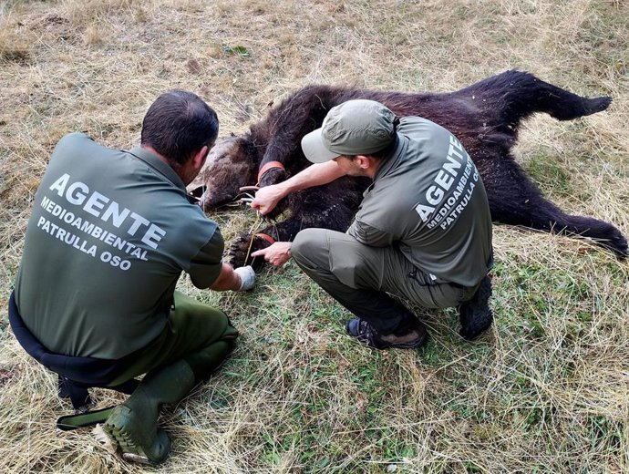 El Principado denuncia un nuevo caso de furtivismo tras hallar un oso muerto con un lazo en Degaña.