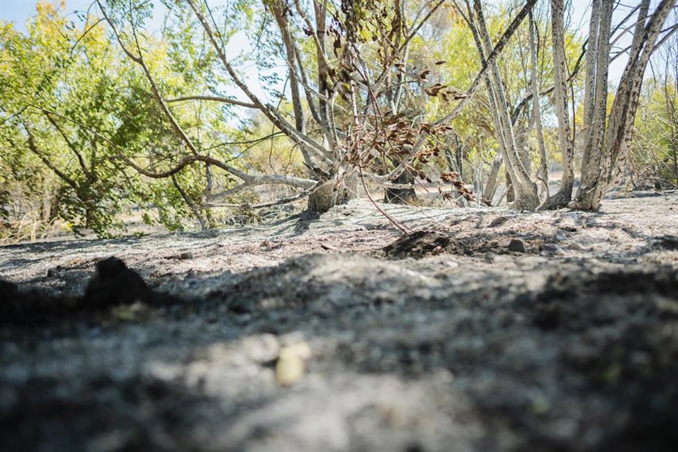 Cenizas del incendio forestal originado en Méntrida.