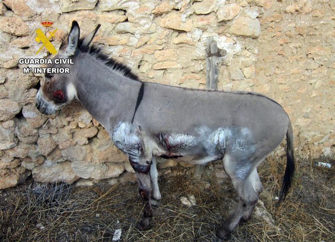 Imagen de las lesiones ocasionadas al burro