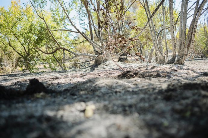 Cinzas do incêndio que começou ontem em Méntrida, em 18 de julho de 2025, em Casarrubios del Monte, Toledo, Castilla-La Mancha (Espanha). A Unidade Militar de Emergência (UME) ainda está ativa na extinção do incêndio que começou ontem em Méntrida, em 18 d