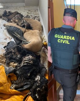 Investigan la muerte de dos perros en el interior de un piso de Navatejera (León)