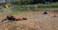 A disposición judicial un investigado por abandono y maltrato a dos caballos en Dúrcal (Granada)