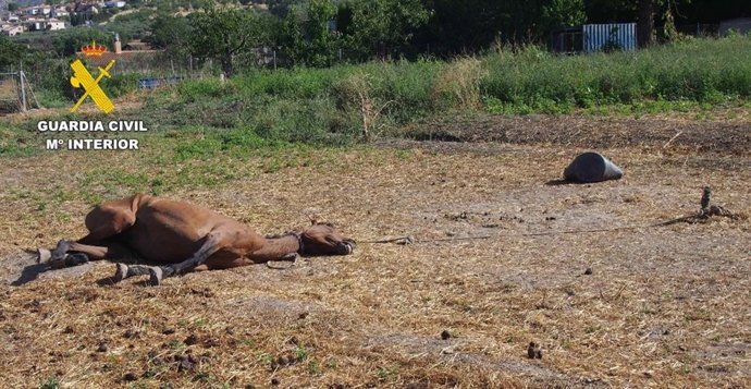 Caballo fallecido en una finca agrícola