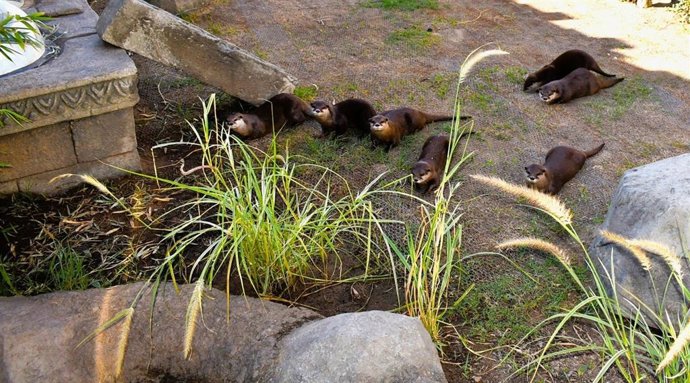 Sea Life Benalmádena estrena una nueva zona diseñada para las nutrias