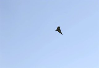 Archivo - Ejercicio de reconocimiento con drones en la región de Donetsk, Ucrania (archivo)