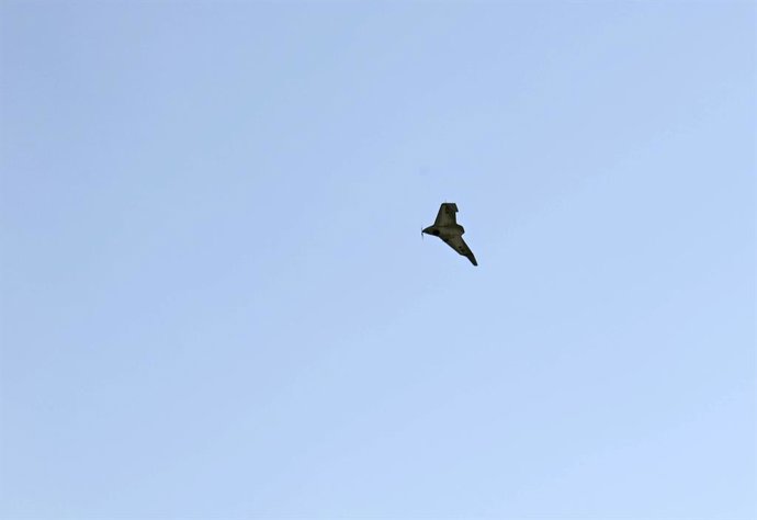 Archivo - May 2, 2025, Donetsk Region, Ukraine: A Domakha reconnaissance drone is in the sky in Donetsk region, Ukraine, on May 2, 2025.