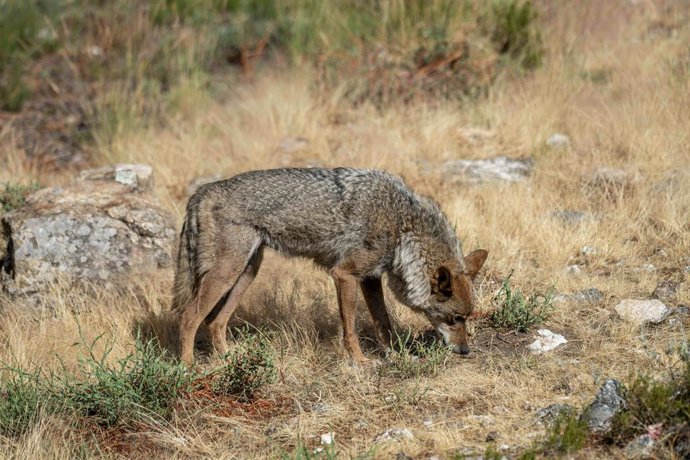 July 16, 2025, Puebla De Sanabria, Zamora, Spain: Photographs taken at Centro del LOBO IBERICO "Felix Rodriguez de la Fuente" to their WOLF bred there and others recovered. July 16, 2025 in Zamora, Spain.