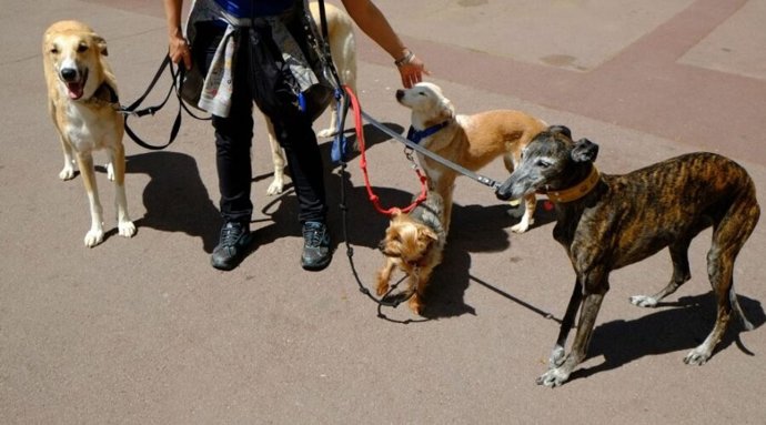 El Ayuntamiento de Barcelona pretende reducir las conductas incívicas en áreas para perros.