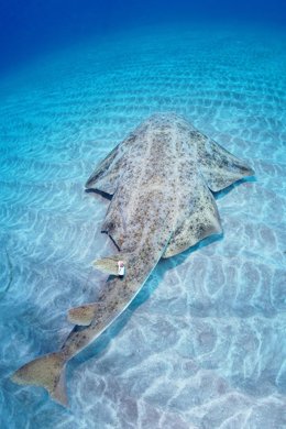 Un ejemplar de angelote tras ser marcado para su rastreo por los investigadores