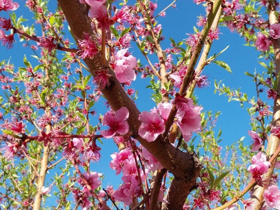 Árbol Frutal.