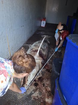 Imagen del cadáver del delfin de grandes dimensiones descubierto en Melilla