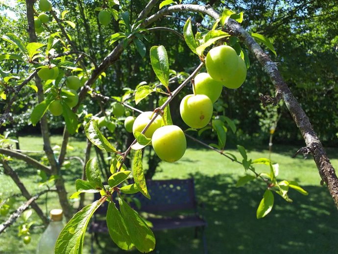 Archivo - Ciruelas de Valtorres.