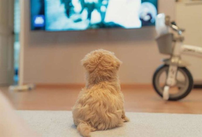 Os hábitos de assistir à televisão dos cães diferem de acordo com suas personalidades.
