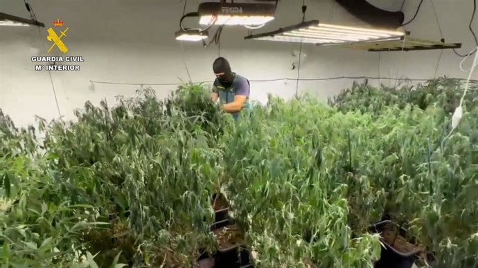 Agente de la Guardia Civil en una plantación de marihuana.