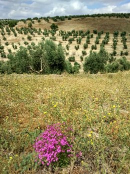 Archivo - Olivar de Jaén