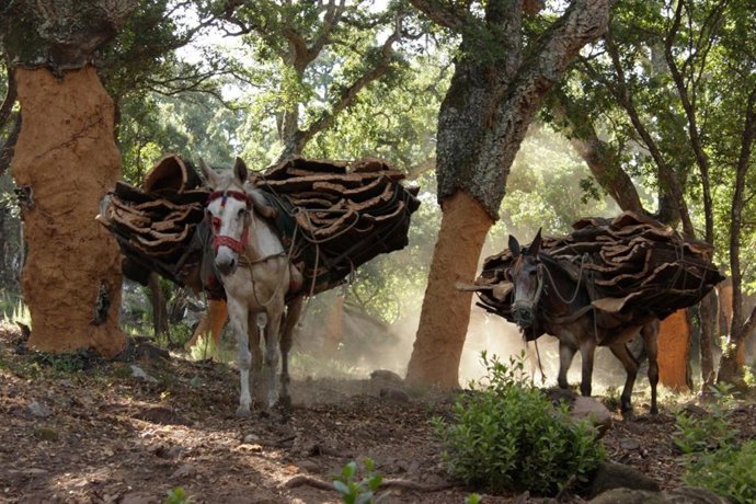 Extracción de corcho de montes públicos de Andalucía.