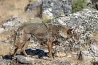 Un total de 15 CCAA, 2 del PSOE, piden a MITECO convocar la Conferencia Sectorial para aprobar informe sexenal del lobo