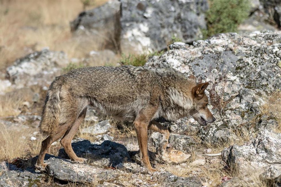 Lobo.