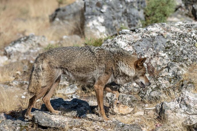 July 16, 2025, Puebla De Sanabria, Zamora, Spain: Photographs taken at Centro del LOBO IBERICO "Felix Rodriguez de la Fuente" to their WOLF bred there and others recovered. July 16, 2025 in Zamora, Spain.
