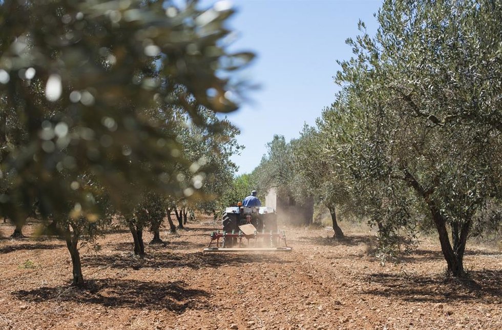 Archivo - Campo andaluz.