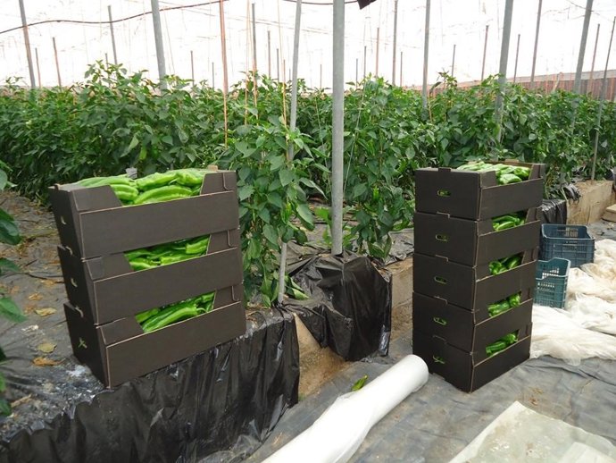 Cajas de pimientos recolectados en un invernadero de Almería.