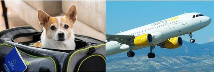 Vueling registra un 57% más de vuelos con mascotas en los últimos cinco años