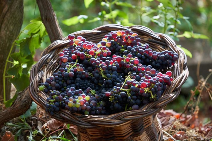 Madeira celebra su tradicional Fiesta del Vino del 24 de agosto al 14 de septiembre con vendimia y folclore