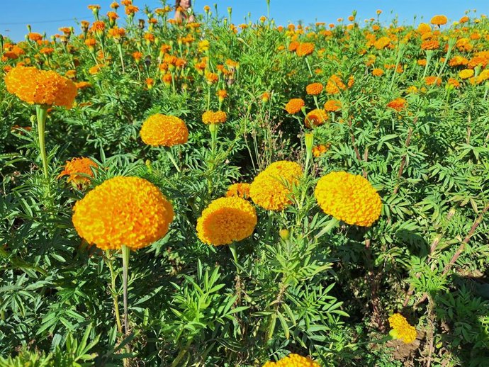 Clavellons la Batalla de Flors